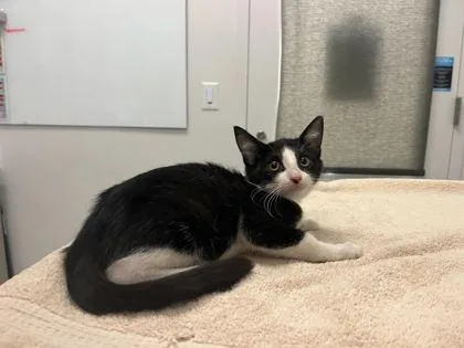 A baby small-sized female Black Domestic Short Hair cat named Doomsday for adoption in Kansas City, MO