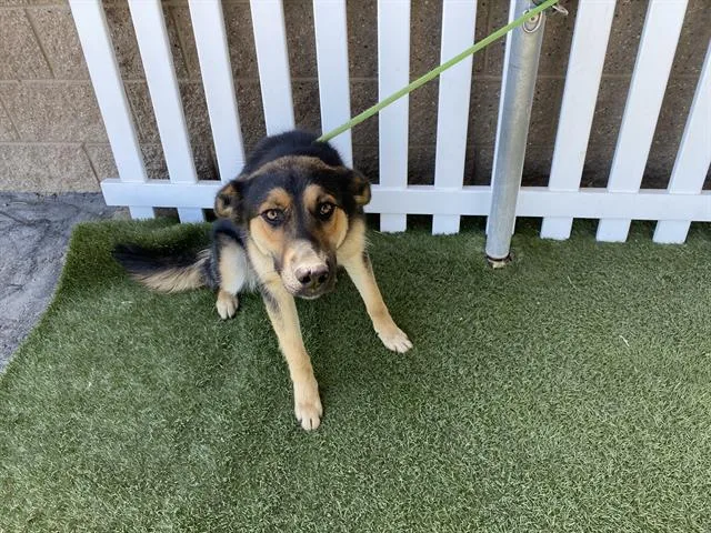 A young medium-sized male German Shepherd Dog dog named A for adoption in Modesto, CA