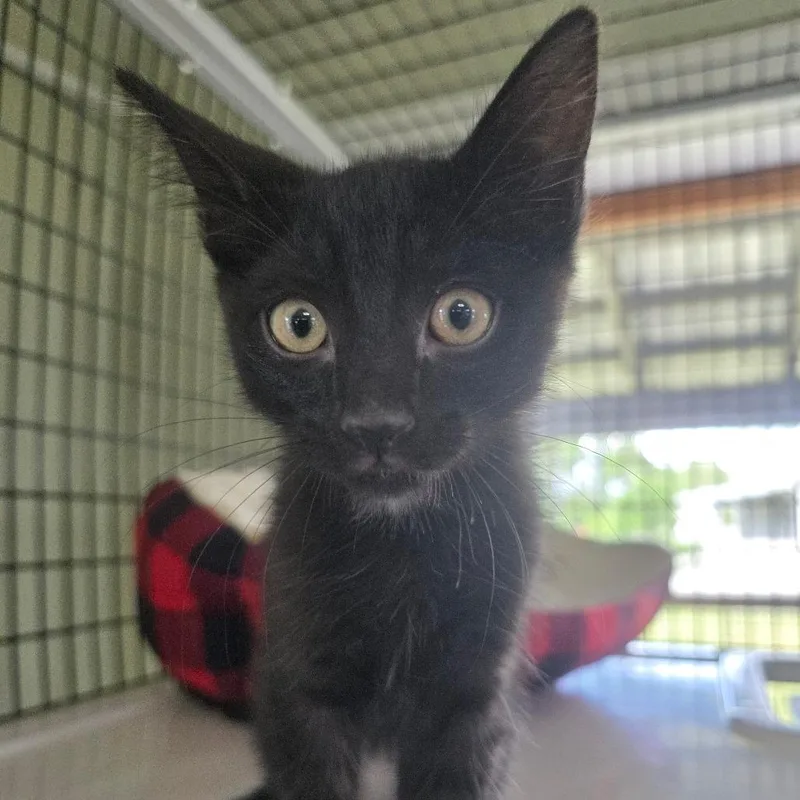 A baby small-sized male Black American Shorthair cat named Nanook for adoption in Freeport, FL
