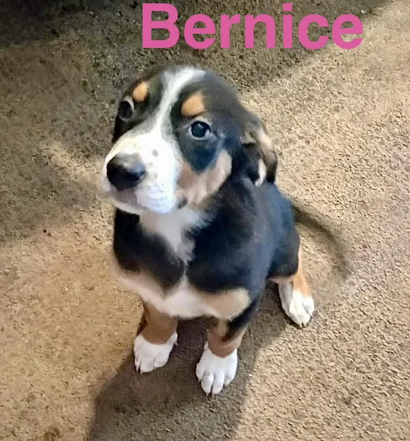 Bernice thumbnail 6