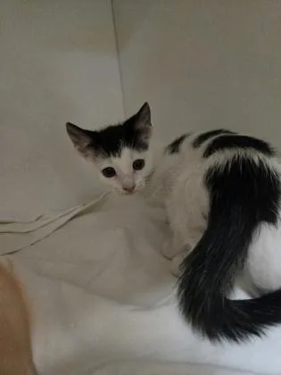 A baby small-sized male Domestic Short Hair cat named Count for adoption in Savannah, GA