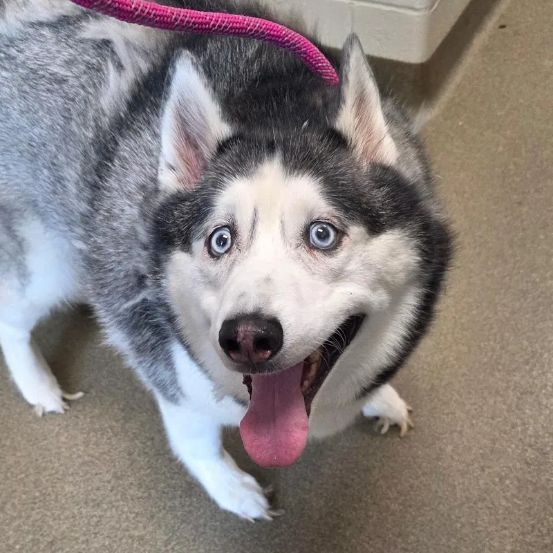 An adult large-sized female Gray / Blue / Silver Siberian Husky dog named Sadie for adoption in Council Bluffs, IA