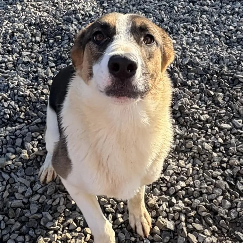 A young medium-sized female German Shepherd Dog dog named Malaylay for adoption in Chuckey, TN