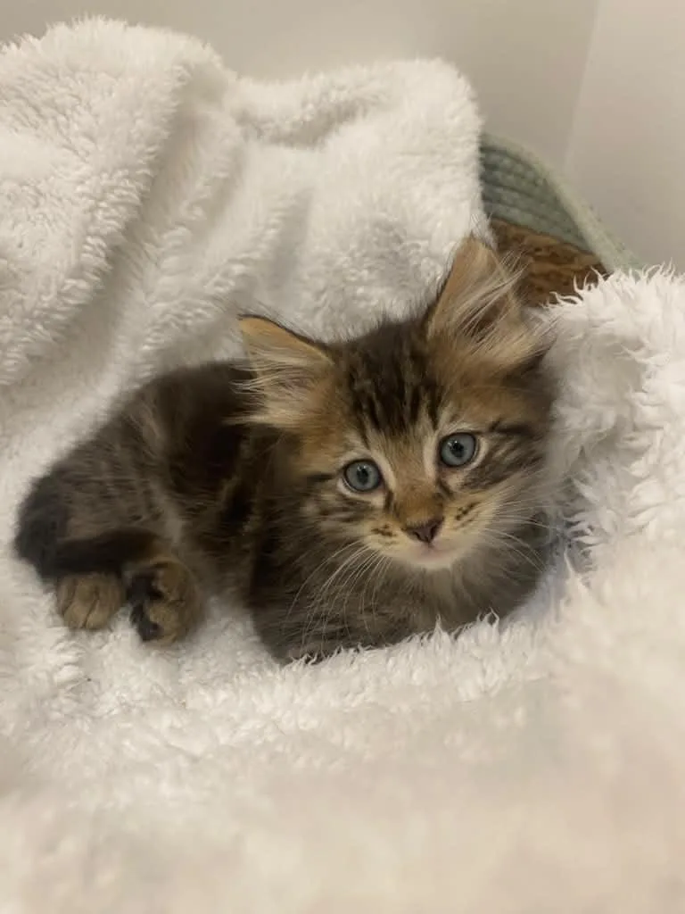 A baby medium-sized female Domestic Long Hair cat named Scone for adoption in Sunrise, FL