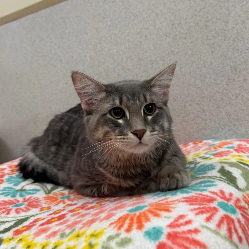 A young large-sized male Gray / Blue / Silver Domestic Medium Hair cat named Chrome for adoption in Naperville, IL
