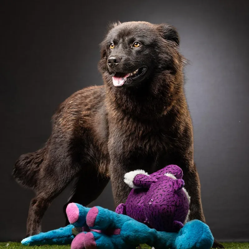 Mortimer thumbnail 2