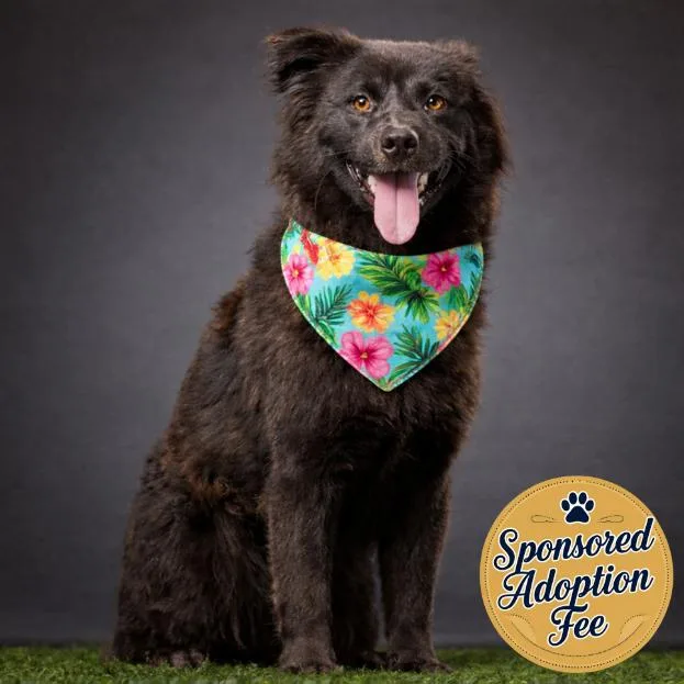 Mortimer thumbnail 3