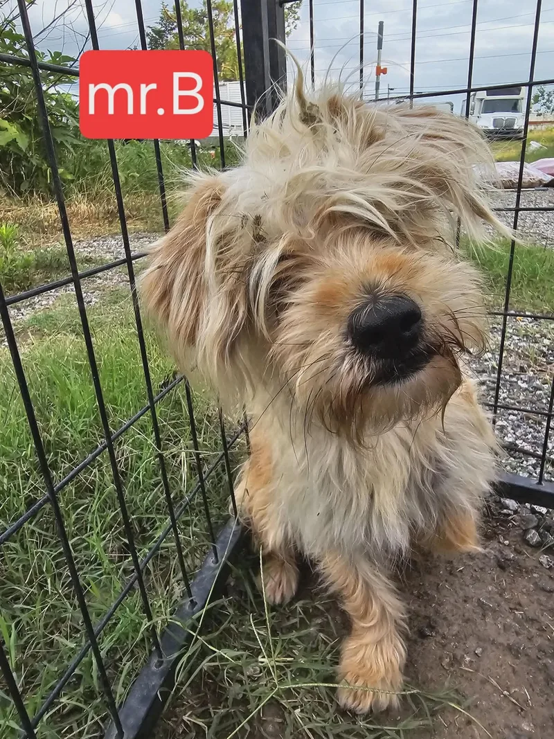 A young small-sized male Yorkshire Terrier dog named Mr. B for adoption in Fort Worth, TX