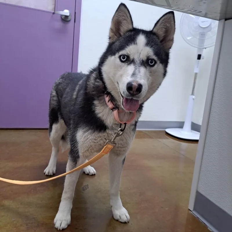 A young medium-sized female Black Husky dog named Diva for adoption in Albuquerque, NM