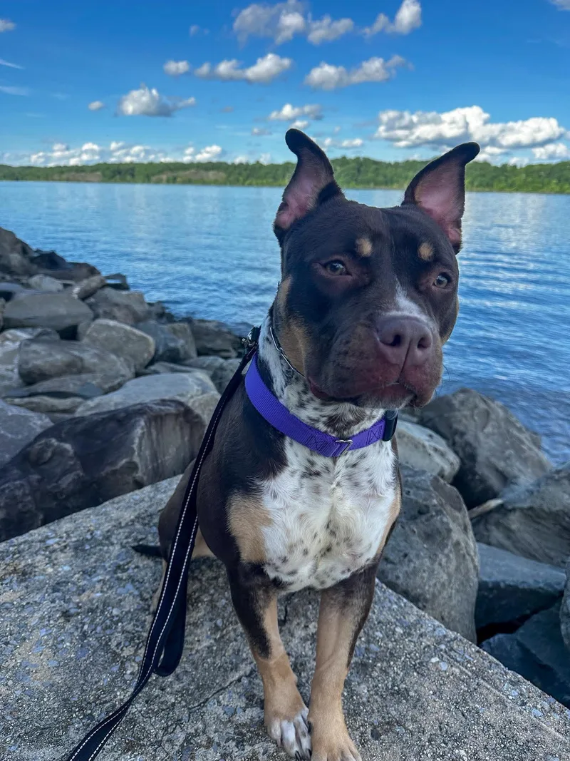 A young large-sized female Mixed Breed dog named Gumdrop for adoption in Highland, NY