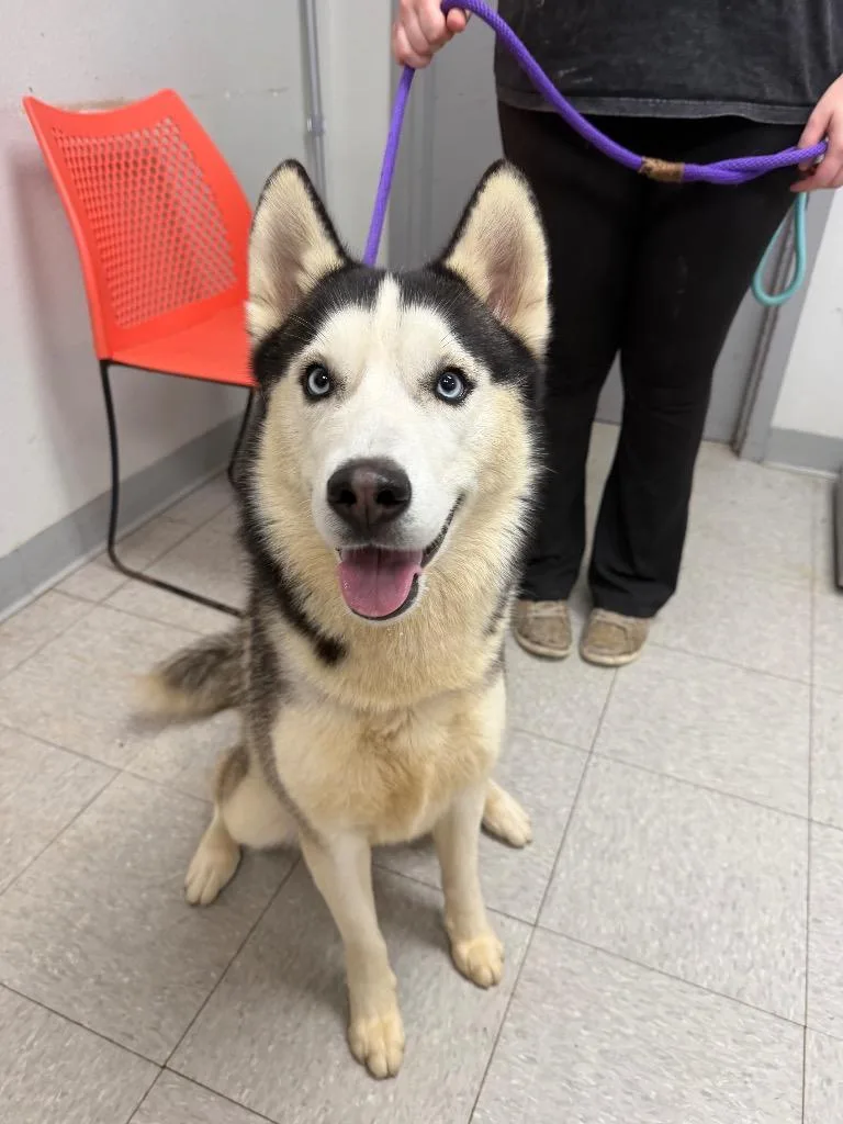 A young medium-sized male Husky dog named Ellington for adoption in Sorrento, LA