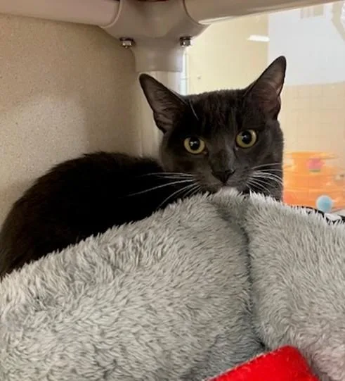 A young medium-sized female Domestic Short Hair cat named Xena for adoption in Springfield, MA