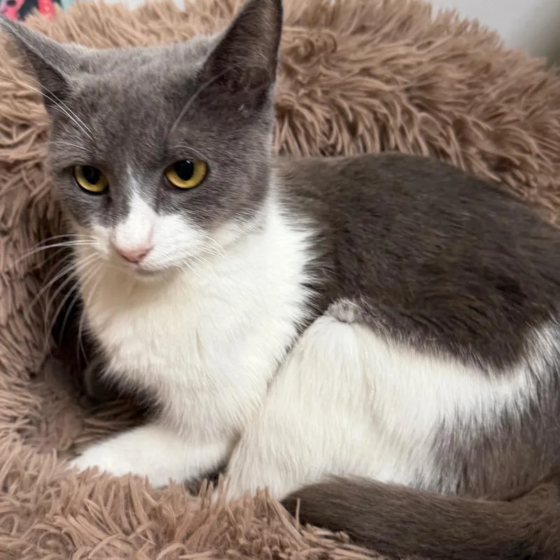 A young medium-sized female Gray / Blue / Silver Domestic Short Hair cat named Mae for adoption in Floresville, TX