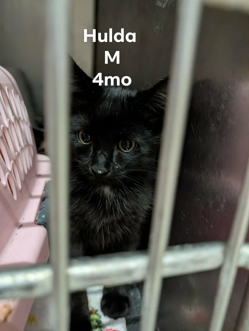 A baby medium-sized male Black Domestic Short Hair cat named Hulda for adoption in Detroit Lakes, MN
