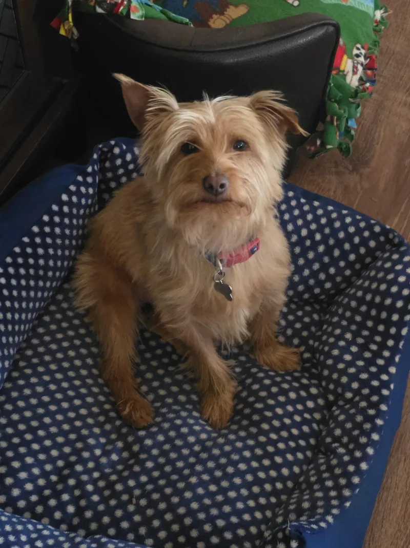 An adult small-sized male Golden Yorkshire Terrier dog named Toto for adoption in Lucerne Valley, CA