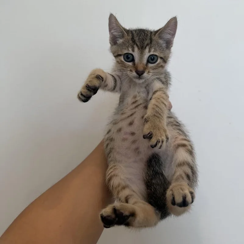 A baby medium-sized male Domestic Short Hair cat named Rotisserie for adoption in Chattanooga, TN