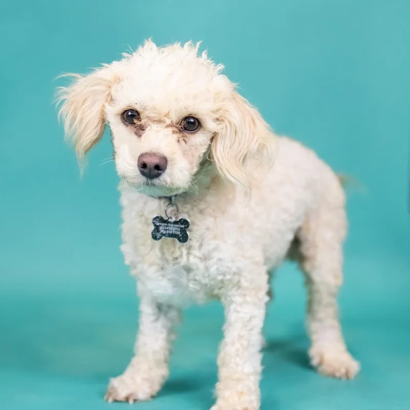 An adult small-sized male White / Cream Miniature Poodle dog named Oliver for adoption in Portland, OR