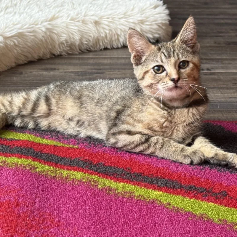 A baby small-sized female Brown / Chocolate Domestic Short Hair cat named Muffin for adoption in North Canton, OH