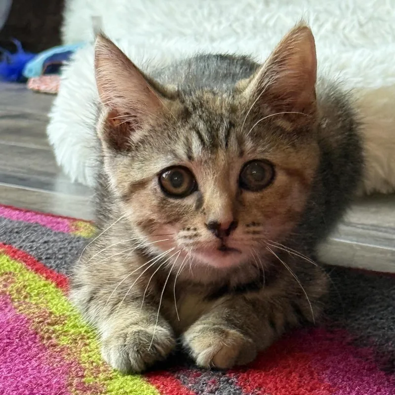 Muffin thumbnail 2