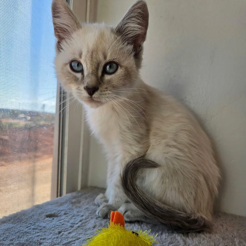 A young medium-sized female Cream / Ivory Siamese cat named Jewel for adoption in Roosevelt, UT