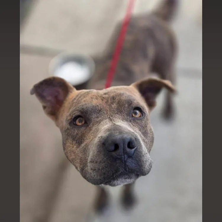 A young medium-sized male Brindle American Staffordshire Terrier dog named Austin for adoption in Paradise, TX