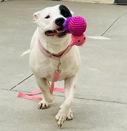 An adult large-sized female Mixed Breed dog named Jade for adoption in West Chester, PA