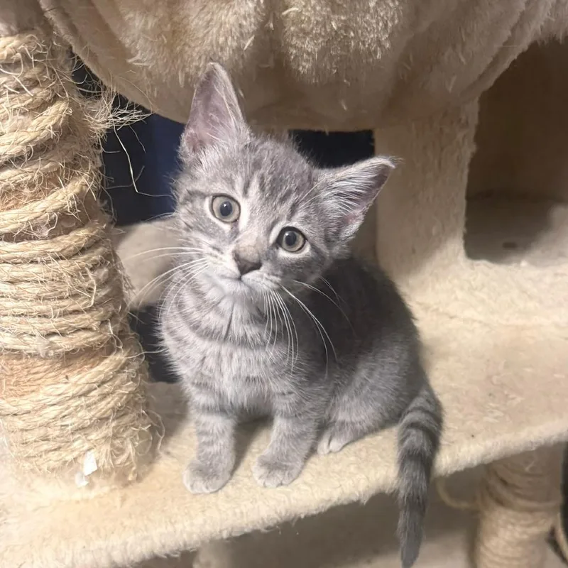 A baby small-sized female Gray / Blue / Silver Domestic Short Hair cat named Zig Zag for adoption in Jarrettsville, MD
