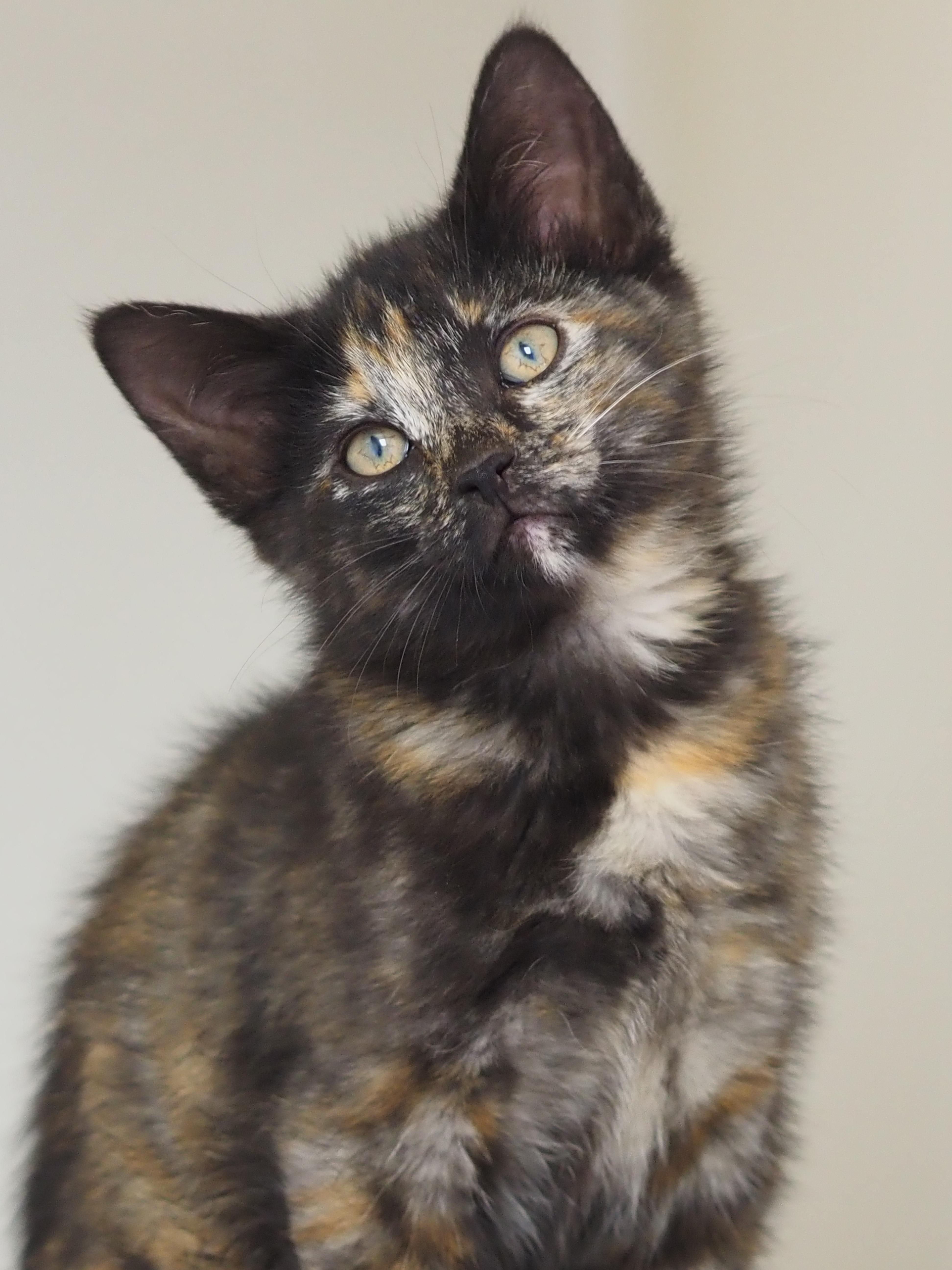 A young medium-sized female Tortoiseshell Domestic Short Hair cat named Blossom for adoption in Buena Vista, CO