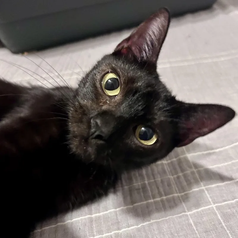An adult medium-sized female Black Domestic Short Hair cat named Maple for adoption in Springfield, MO