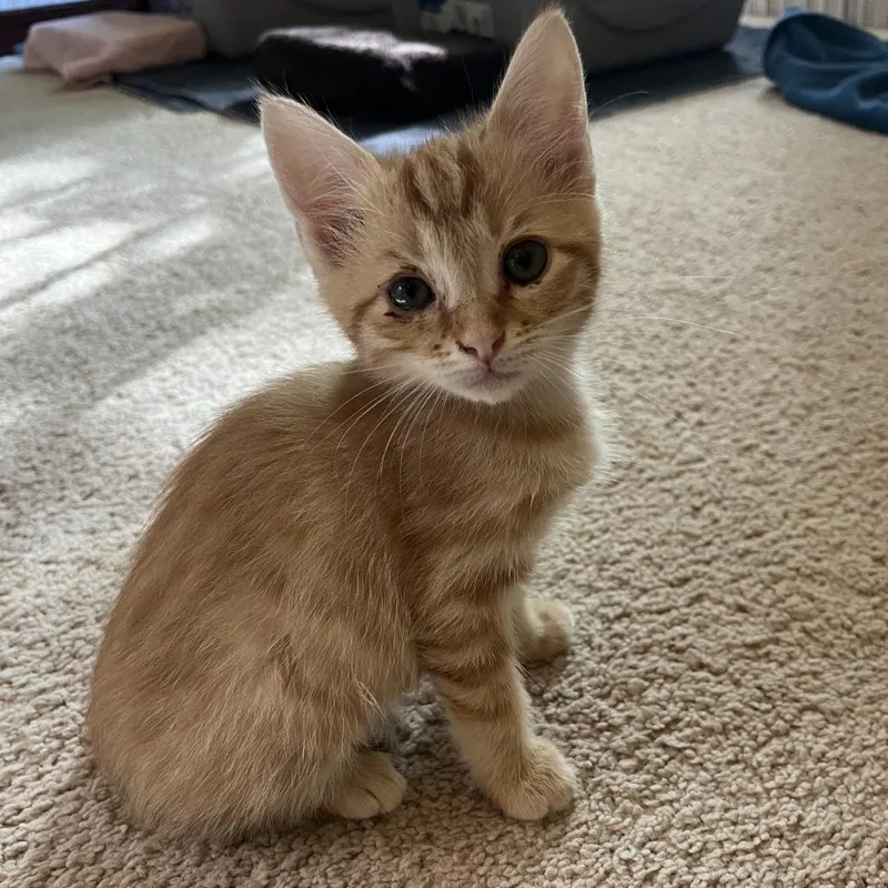 A baby small-sized female Orange / Red Domestic Short Hair cat named Clementine In Burke  for adoption in Alexandria, VA