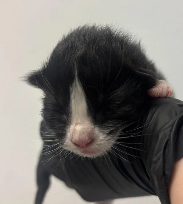 A baby small-sized female Domestic Short Hair cat named Camry for adoption in San Diego, CA