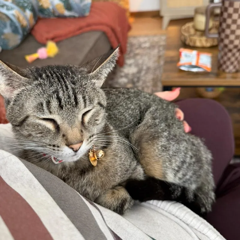 An adult small-sized female Gray / Blue / Silver Domestic Short Hair cat named Pearl for adoption in Rochester, MN