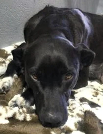 An adult medium-sized female Mixed Breed dog named Violet for adoption in Madison, NJ