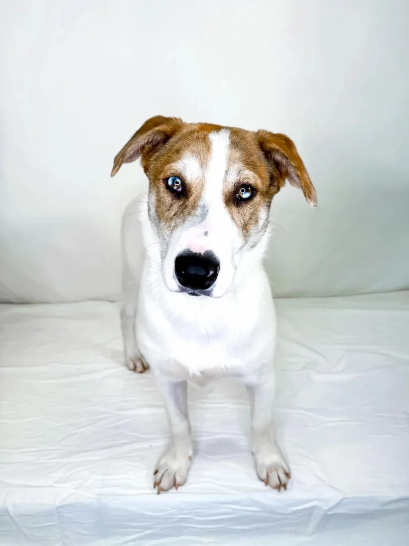 A young large-sized male White / Cream Husky dog named Zuko for adoption in Bixby, OK