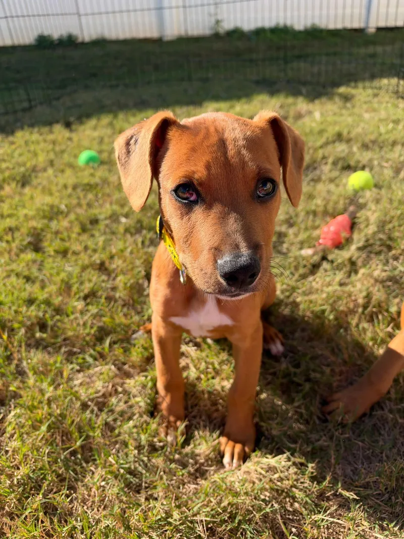 A young medium-sized male Hound dog named Slim Jim for adoption in Greenville, SC