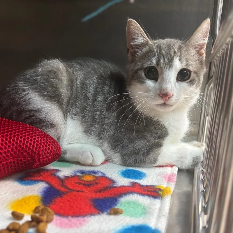 A young small-sized male Gray / Blue / Silver Domestic Short Hair cat named William Dafoe for adoption in Newark, NJ
