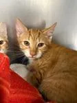 A baby medium-sized male Cream / Ivory Domestic Short Hair cat named Kai for adoption in Heathsville, VA