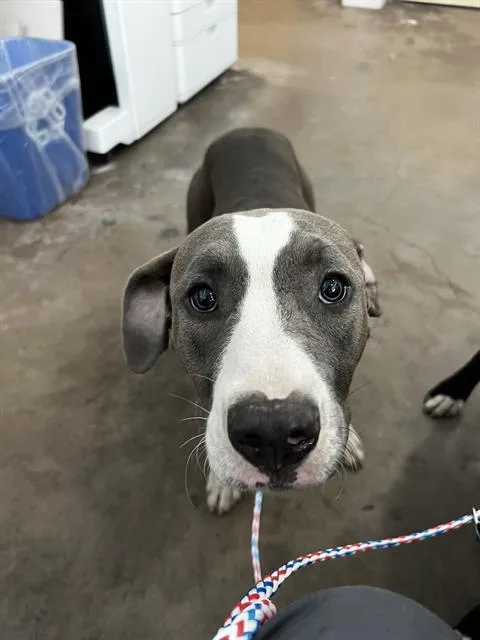 A young large-sized female Mixed Breed dog named Marsha for adoption in Dallas, TX