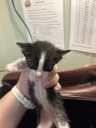 A baby medium-sized female Domestic Short Hair cat named Brooke for adoption in Picayune, MS