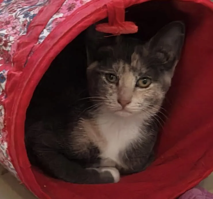A young medium-sized female Dilute Tortoiseshell Domestic Short Hair cat named Honeymew for adoption in Henrietta, TX