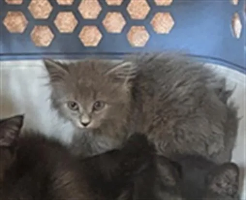 A baby small-sized male Domestic Short Hair cat named Vhagar for adoption in Louisville, KY