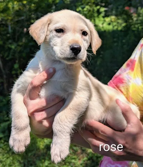 A baby large-sized female Yellow / Tan / Blond / Fawn Yellow Labrador Retriever dog named Rose Evergreen for adoption in Andover, MA