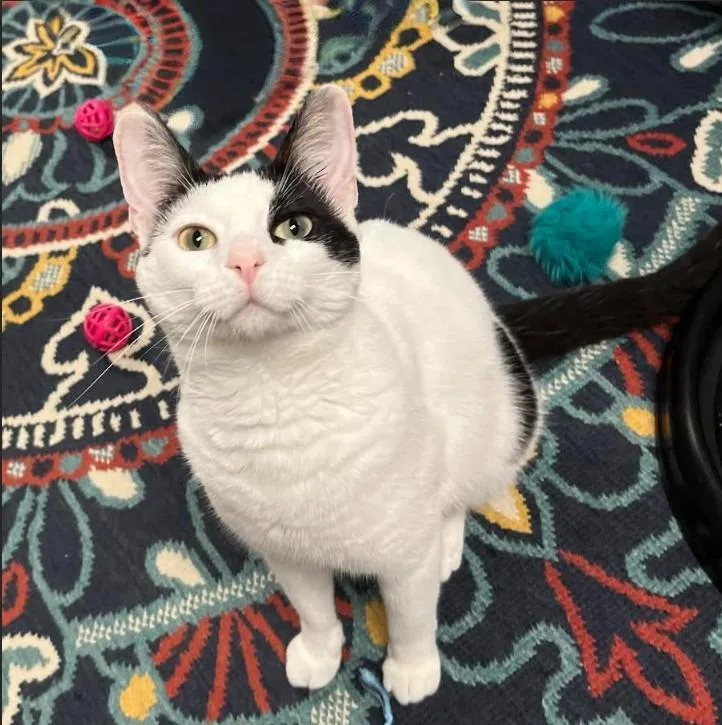 A baby medium-sized female Black & White / Tuxedo Tuxedo cat named Lu’lemon for adoption in Hillsboro, TX