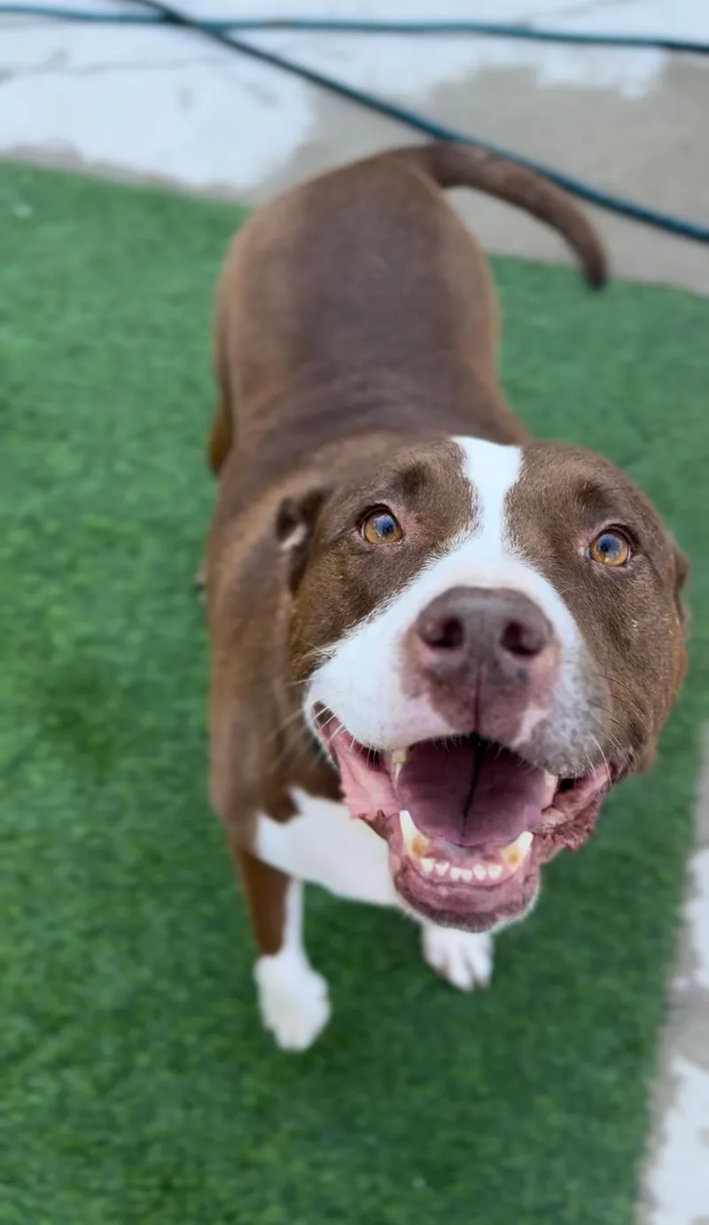 An adult large-sized female Brown / Chocolate Bull Terrier dog named Queen Bessie for adoption in Houston, TX