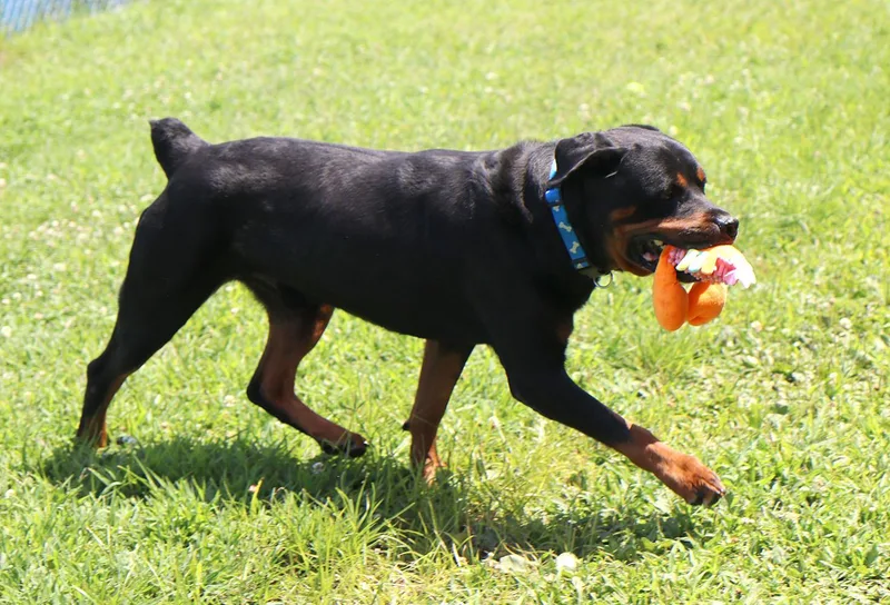 A young extra large-sized male Black Rottweiler dog named Wookie for adoption in Kansas City, KS