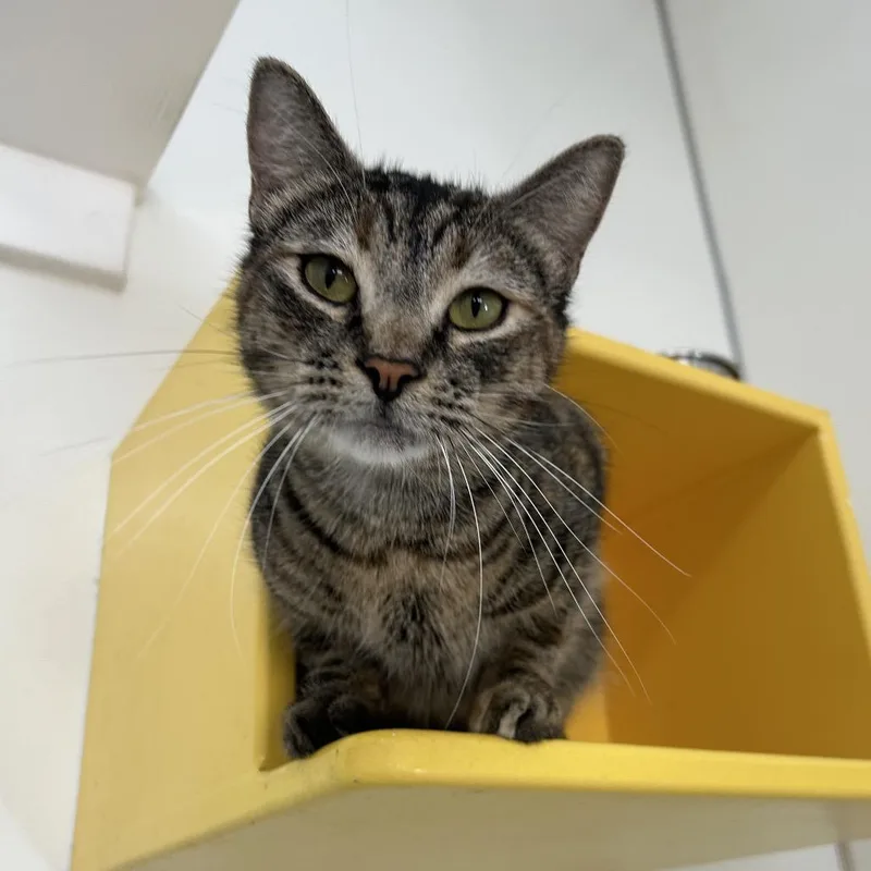 An adult large-sized female Brown / Chocolate Domestic Short Hair cat named Briar for adoption in Las Vegas, NV