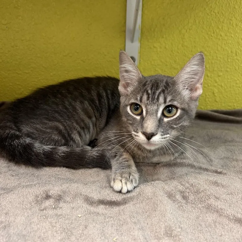 A baby small-sized female Gray / Blue / Silver Domestic Short Hair cat named Almond for adoption in Fresno, CA