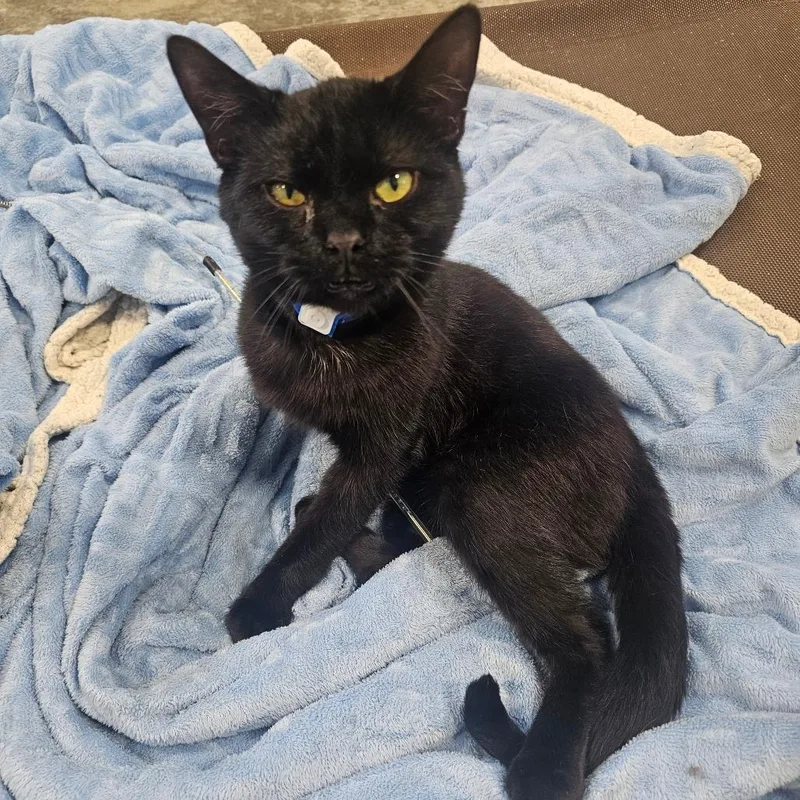 A baby small-sized male Black Domestic Short Hair cat named Cooper for adoption in Corydon, IN