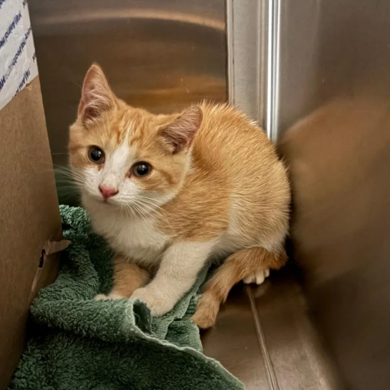 A baby small-sized male Orange / Red Domestic Short Hair cat named Fenghuang for adoption in Lynchburg, VA