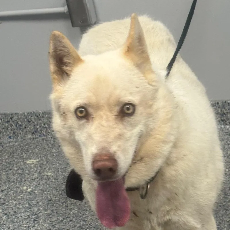 An adult large-sized female White / Cream Mixed Breed dog named Misty for adoption in Greenville, SC